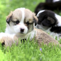 Pembroke Welsh Corgi Puppies from Cosmere Corgis
