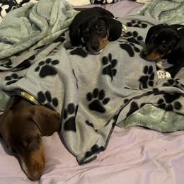 Dachshund All Grown Up from New Phase Low Riders