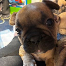 Callie - Fawn female French Bulldog puppy in Neenah, Wisconsin from Mimosa Acres French Bulldogs LLC