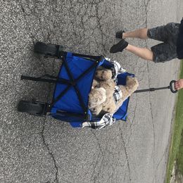 Goldendoodle, Schnoodle, and Sheepadoodle Puppies from Dood Ranch