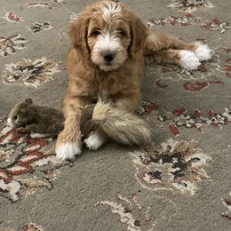 Bernedoodle and Goldendoodle Puppies from Colorado Springs Doodles