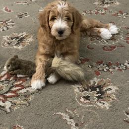 Bernedoodle and Goldendoodle Puppies from Colorado Springs Doodles