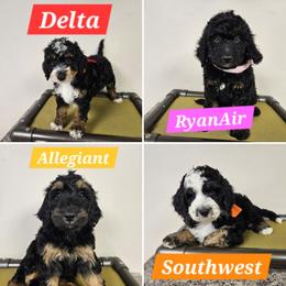 Bernedoodle puppies from Sukisdoodles