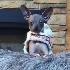 Basil - Black female Xoloitzcuintli puppy in Gladstone, Virginia from Rustic Charms Miniature Huskys