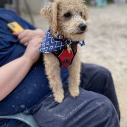 Schnoodle Puppies from Noodle Tings Puppies