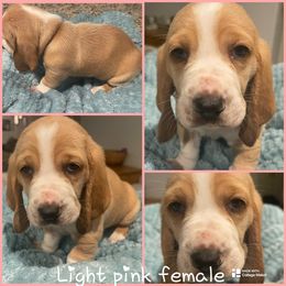 Light pink Female - Lemon and white female Basset Hound puppy in Temple, Texas from Southern Rose Bassets