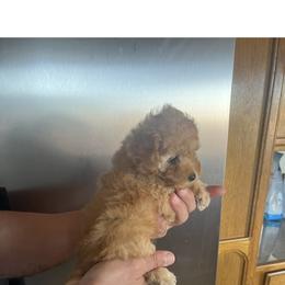 Poodle Puppies from ItalianToyPoodles