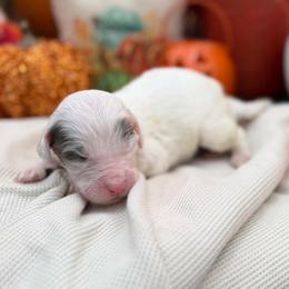 Olaf - Blue merle and white male Sheepadoodle puppy in Willacoochee, Georgia from Kitandkboodle's Doodles