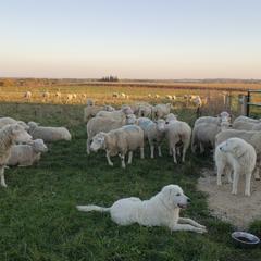 Border Collie and Maremma Sheepdog Puppies from Hope's Farm