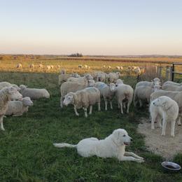 Border Collie and Maremma Sheepdog Puppies from Hope's Farm