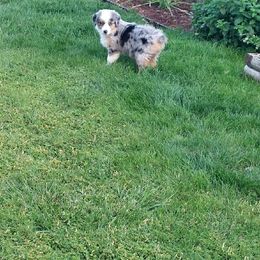 Australian Shepherd Puppies from Heritage Creek Preservation Farm
