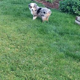 Australian Shepherd Puppies from Heritage Creek Preservation Farm