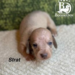 Strat - Dapple male Dachshund puppy in Lexington, Oklahoma from BooneDox Miniature Dachshunds