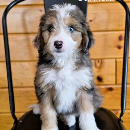 Rookie - Blue merle male Aussiedoodle puppy in Lancaster, Minnesota from Wilson Cattle Co.