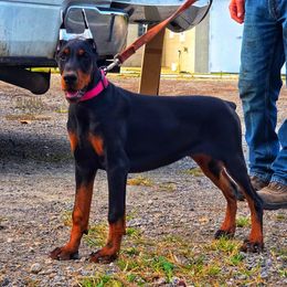 Snell's Faith - Black and rust female Doberman Pinscher puppy in China Township, Michigan from Snell's Superior Kennel Dobermann & GSP