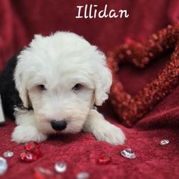 Eddie - Gray and white male Old English Sheepdog puppy in Sutherlin, Oregon from Sapphire Eyes Sheepdogs