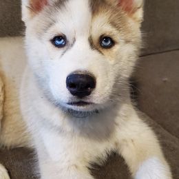 Siberian Huskies from Bonnie Underwood