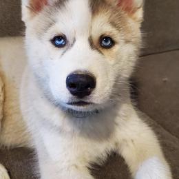 Siberian Huskies from Bonnie Underwood