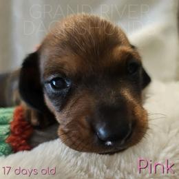 Pink Girl - Red female Dachshund puppy in South Dakota from Grand River Dachshunds