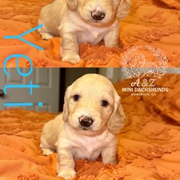 Yeti - Cream male Dachshund puppy in Hornbeck, Louisiana from A&Z Mini Dachshunds