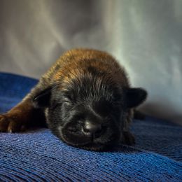 Belgian Malinois Puppies from Fromage Malinois