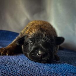 Belgian Malinois Puppies from Fromage Malinois