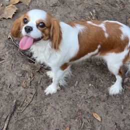 Hope - Blenheim female Cavalier King Charles Spaniel puppy in Silsbee, Texas from Grace Cavalier Kingdom