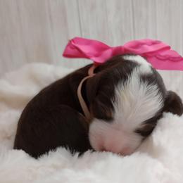 Reese - Brown and white female Bernedoodle puppy in Fairfield, Illinois from Positively Doodles