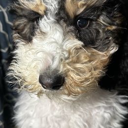 Tia - Black white and tan female Cockapoo puppy in Connersville, Indiana from MoonShine Babies