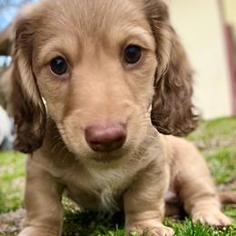 Won - Chocolate male Dachshund puppy in Spokane, Washington from Beautiful Beans