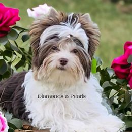 London - Yorkshire Terrier