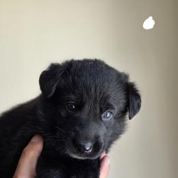 White Collar - Black male German Shepherd puppy in Omaha, Nebraska from Von Schwarzen Herz German Shepherds
