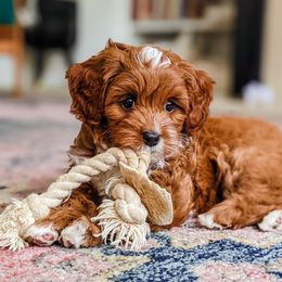 Cavapoo Puppies from Carolina Springs Breeding