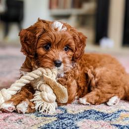 Cavapoo Puppies from Carolina Springs Breeding
