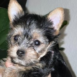 Yorkshire Terriers from YorkiesByMissy