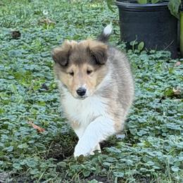 Marcus - Yellow Collar - Sable and white male Collie puppy in Morocco, Indiana from Collegiate Bassets and Rheign Collies