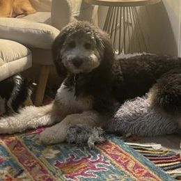 Teddy “Ron” - Tri-color Bernedoodle puppy in Knoxville, Tennessee from Bright Side Doodles