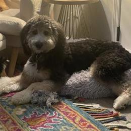 Teddy “Ron” - Tri-color Bernedoodle puppy in Knoxville, Tennessee from Bright Side Doodles