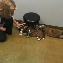 Bernedoodle Puppies from Bernedoodles of the Ozarks