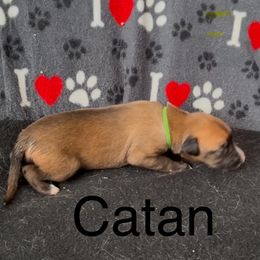 Nickname: Catan - Red Whippet puppy in Ransomville, New York from Painted Stars Farm