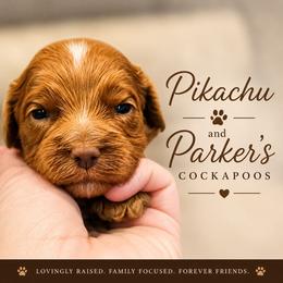 Pikachu - Red male Cockapoo puppy in Perry, Arkansas from Parker's Cockapoos