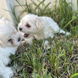 Maltese from Purebred Maltese puppies Florida