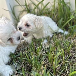 Maltese from Purebred Maltese puppies Florida