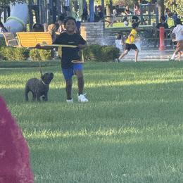 Cane Corso Puppies from A&B kennel