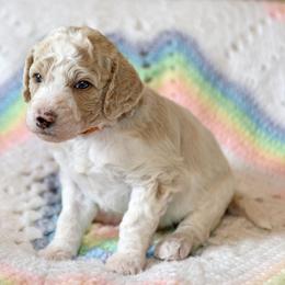 Lake - Parti male Goldendoodle puppy in Idaho Falls, Idaho from High Quality Goldendoodles