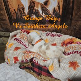 ORANGE BOY - Lemon and white male Basset Hound puppy in Snow Camp, North Carolina from V's Southern Angels