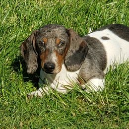 Wally - Dachshund