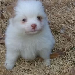 Pomeranian Puppies from Sparta Poms