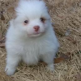 Pomeranian Puppies from Sparta Poms