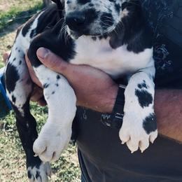Great Dane Puppies from Texas Devine Danes